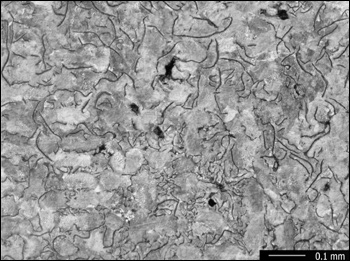 Representative Microstructure of Iron G2, Nital Etch, 100X